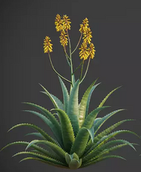 Aloe Vera