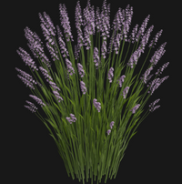 Lavender Oil